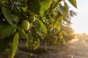 California walnut industry outlook